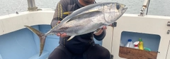 キハダマグロの釣果