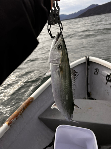 サゴシの釣果