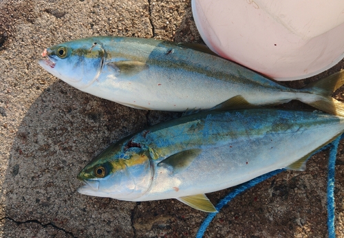 ハマチの釣果