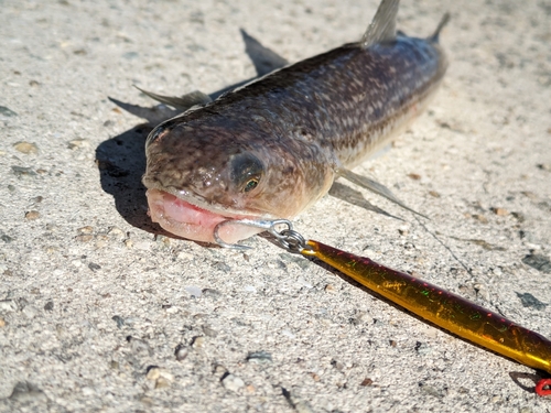 エソの釣果