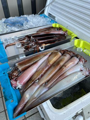 ヤリイカの釣果