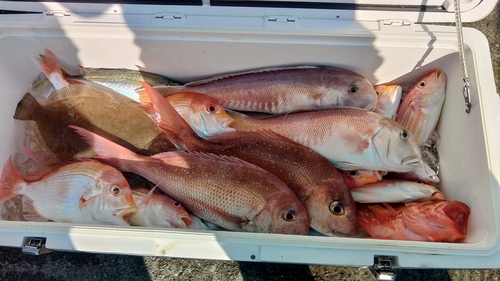 シロアマダイの釣果