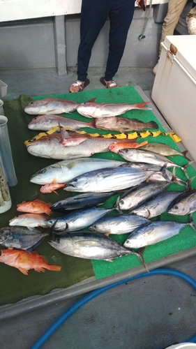 カツオの釣果