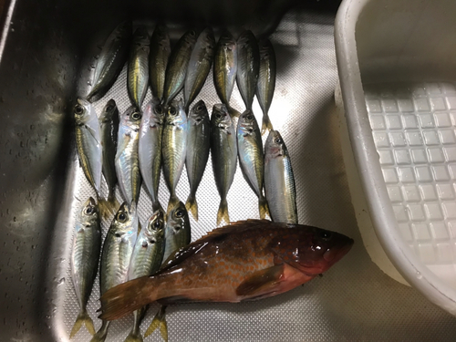 アジの釣果