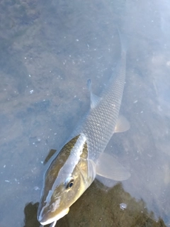 ニゴイの釣果