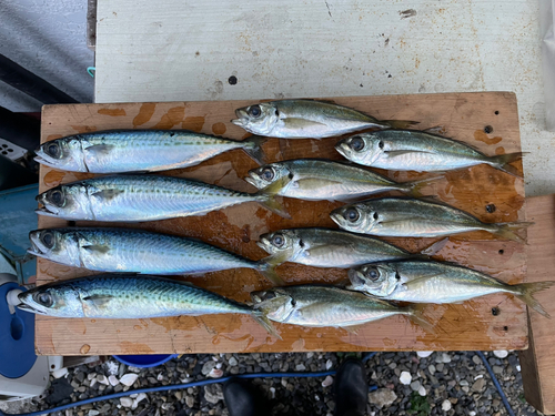 アジの釣果