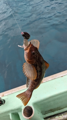 アイナメの釣果