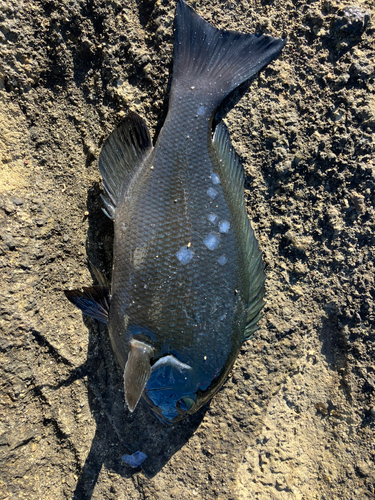 メジナの釣果