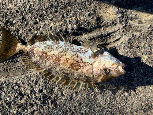 アイゴの釣果