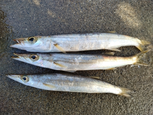 カマスの釣果