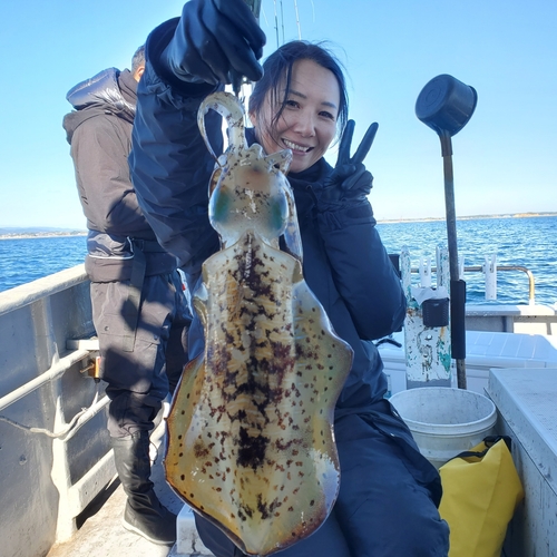 アオリイカの釣果