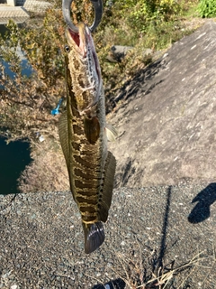ライギョの釣果
