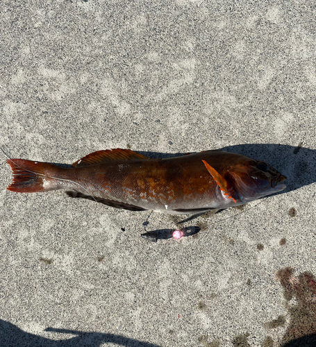 アイナメの釣果