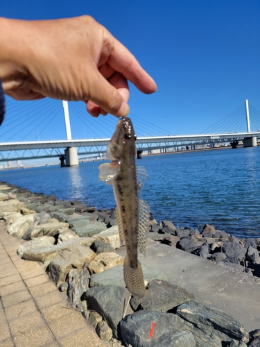 マハゼの釣果