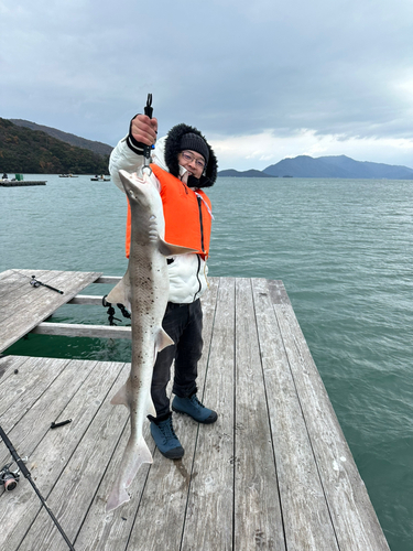 サメの釣果