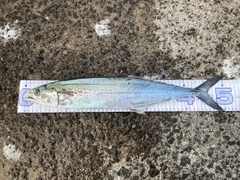 サゴシの釣果