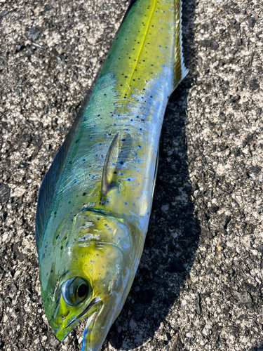 シイラの釣果