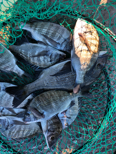 クロダイの釣果