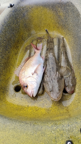 マダイの釣果