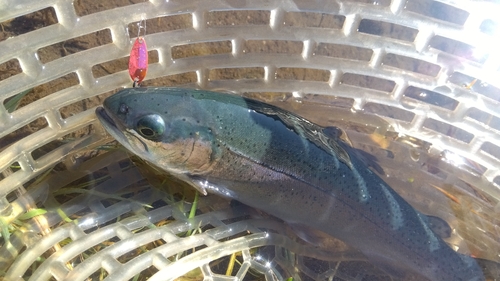 ニジマスの釣果