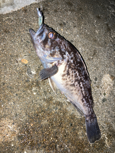 クロソイの釣果