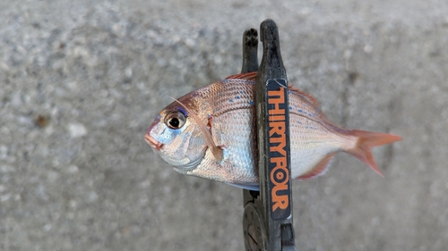 チャリコの釣果