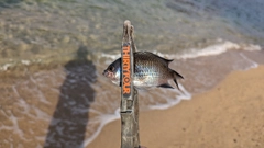 スズメダイの釣果