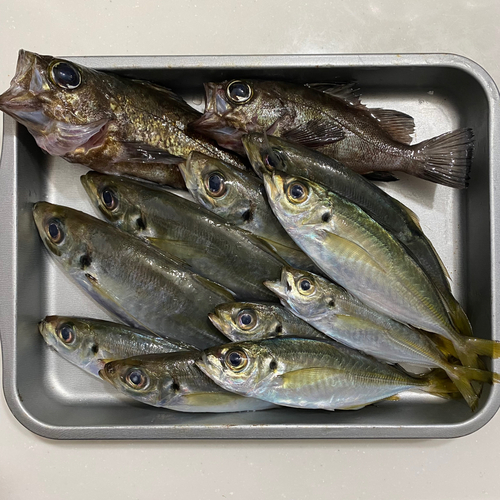 アジの釣果