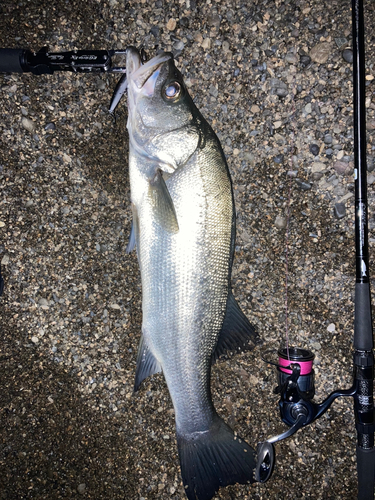 ヒラスズキの釣果