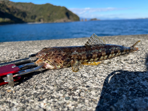 アカエソの釣果