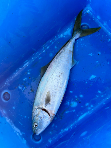 ハマチの釣果