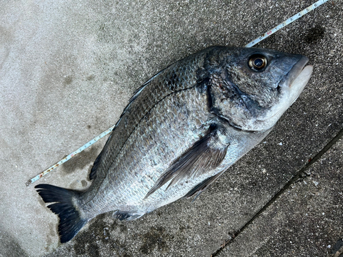 クロダイの釣果