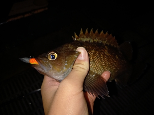 ガヤの釣果