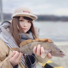 アイナメの釣果