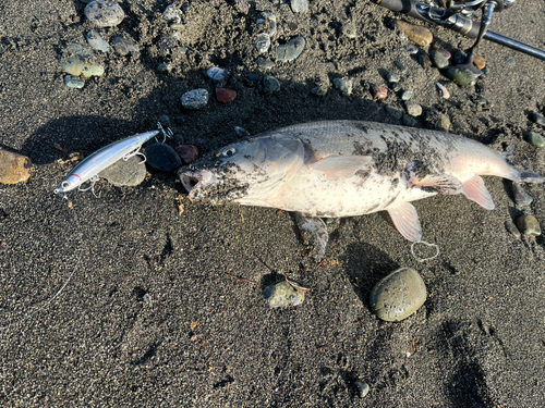 ウグイの釣果