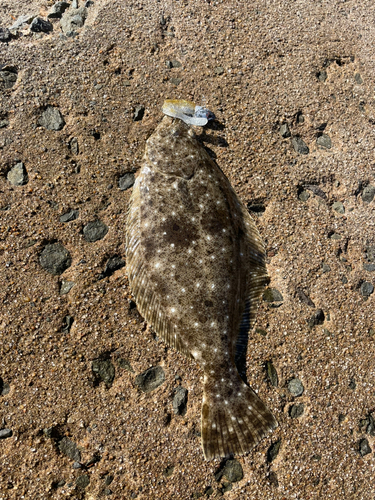 ヒラメの釣果