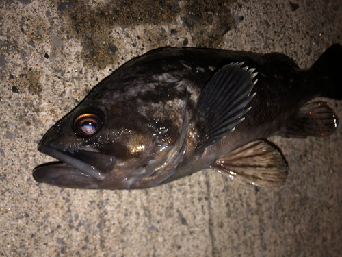 クロソイの釣果