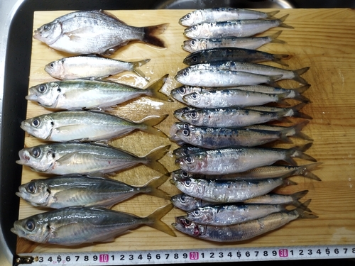 釣果