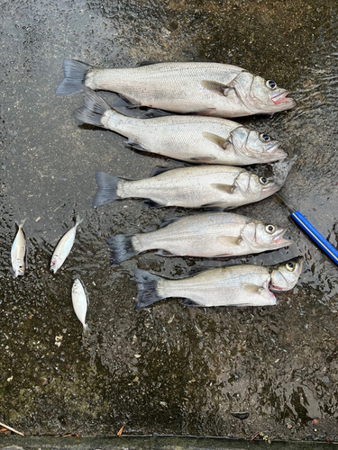 ハネ（ヒラスズキ）の釣果