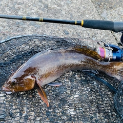 アイナメの釣果