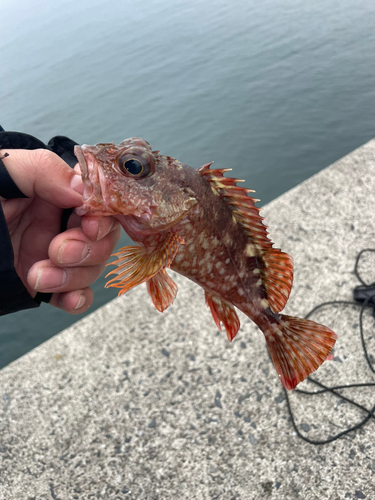 アラカブの釣果