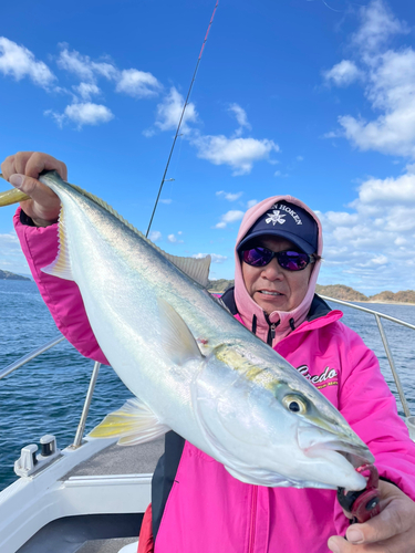 ハマチの釣果