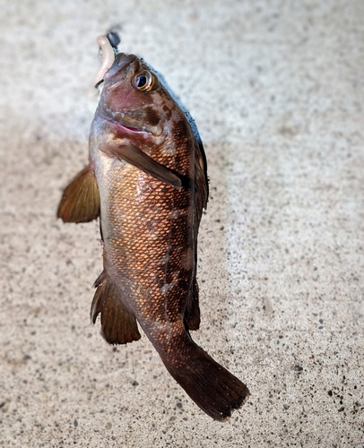 ガヤの釣果