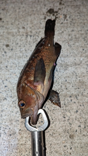 ガヤの釣果