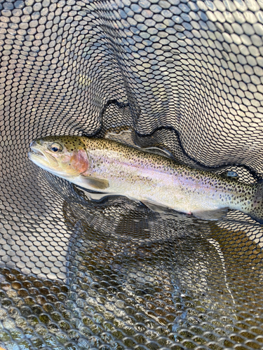 ニジマスの釣果