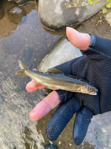 アユの釣果