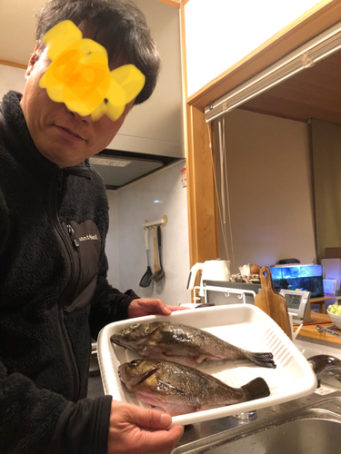 クロメバルの釣果