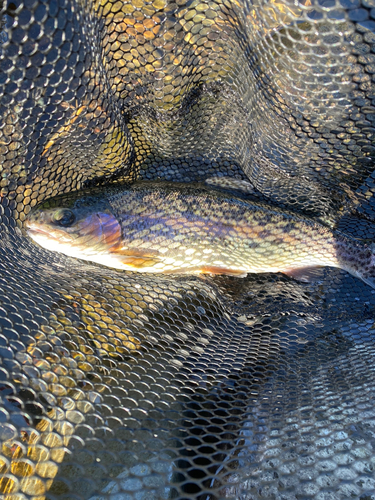 ニジマスの釣果