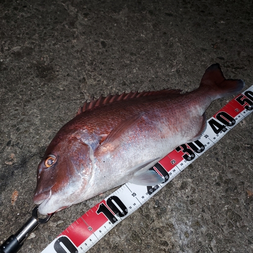 マダイの釣果