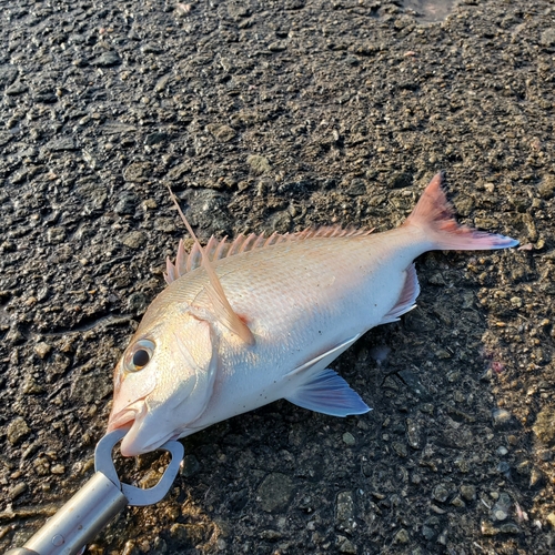 マダイの釣果